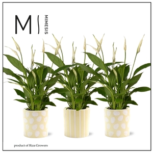 Spathiphyllum Bellini Easter - 12cm in Sevilla | Mimesis