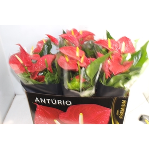 ANTHURIUM MICHIGAN P17 PREMIUM