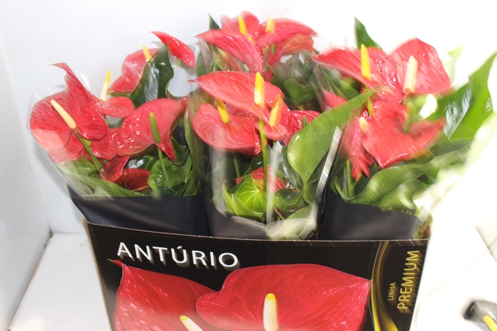 <h4>ANTHURIUM MICHIGAN P17 PREMIUM</h4>
