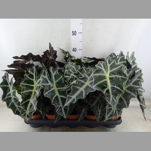 Alocasia amazonica 'Polly'