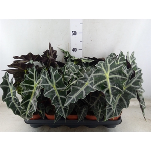 Alocasia amazonica 'Polly'