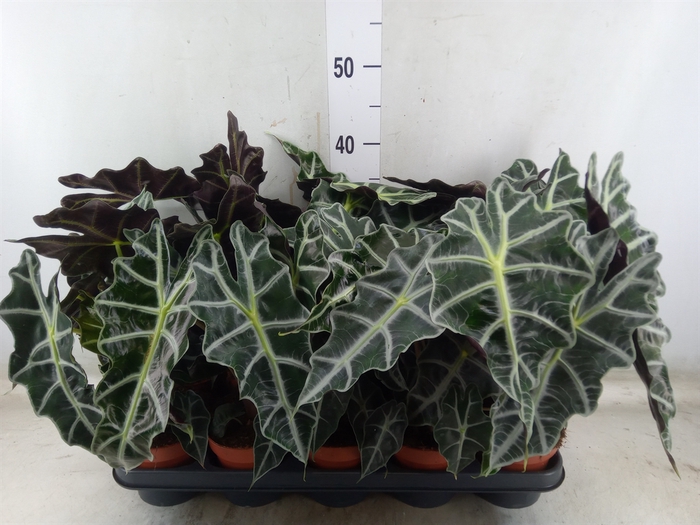 <h4>Alocasia amazonica 'Polly'</h4>