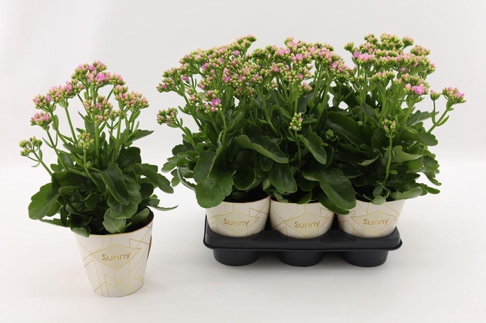 <h4>Kalanchoe Brushed Pink</h4>