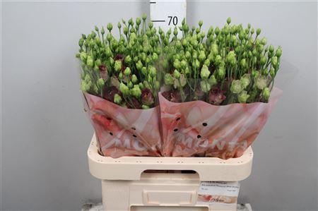 <h4>Eus G Rosanne Brown</h4>