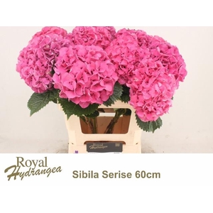 HYDR M SIBILLA PA