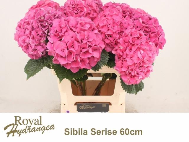 <h4>HYDR M SIBILLA PA</h4>