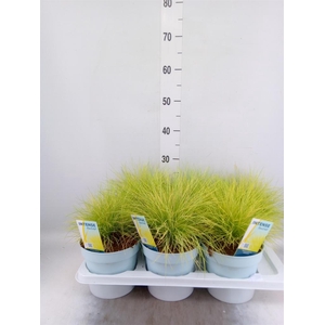 Festuca glauca 'Amigold'