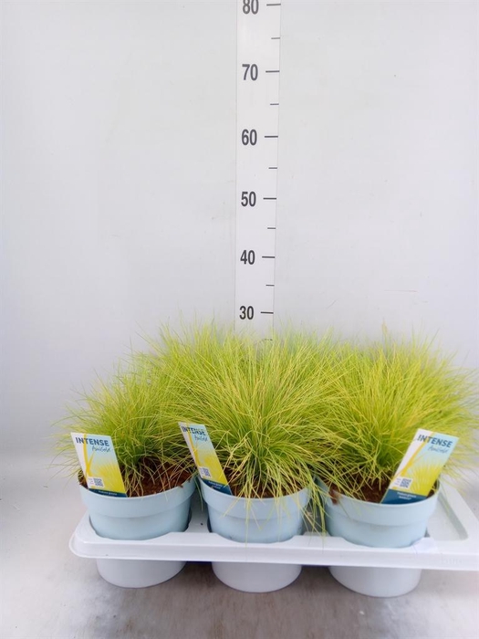 <h4>Festuca glauca 'Amigold'</h4>
