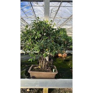 Ficus retusa, pot 40cm. Height 80cm.( single item)
