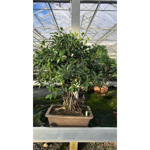 Ficus retusa, pot 40cm. Height 80cm.( single item)