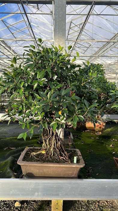 <h4>Ficus retusa, pot 40cm. Height 80cm.( single item)</h4>