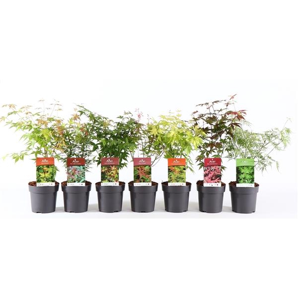 <h4>Acer palm. mix P15</h4>