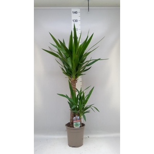 Yucca   ...