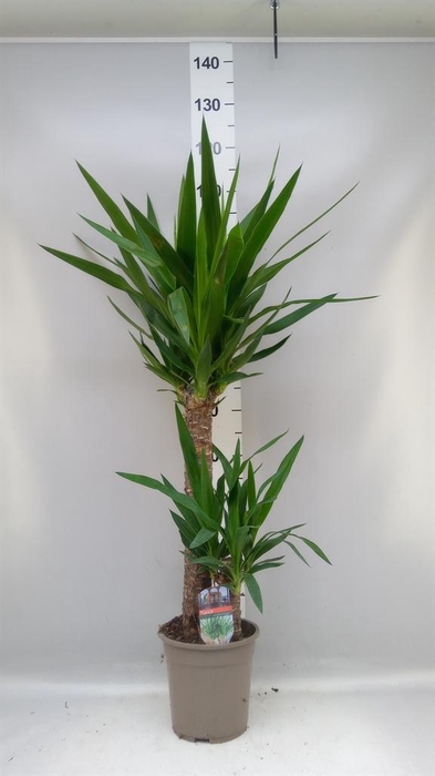 Yucca   ...
