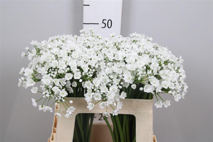 <h4>Allium Flocon</h4>