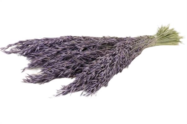 Bunch Avena Slv L60