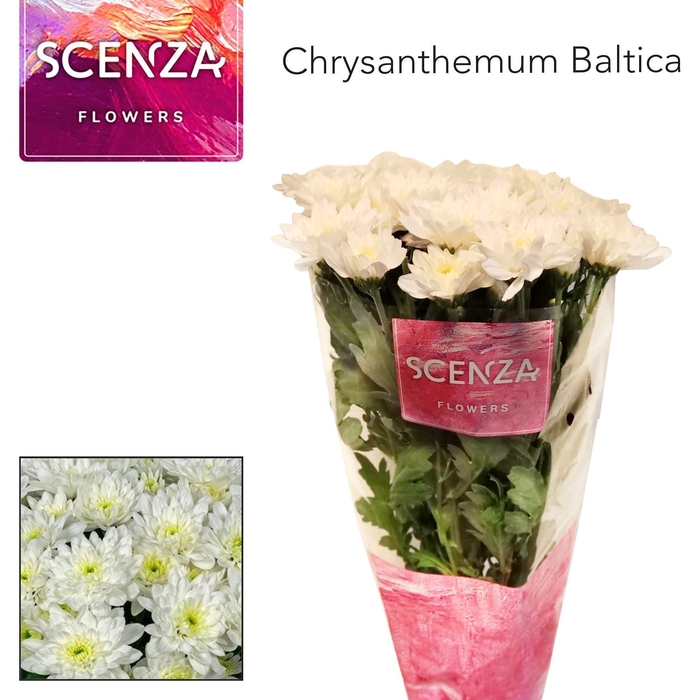 <h4>CHR T BALTICA SCENZA</h4>