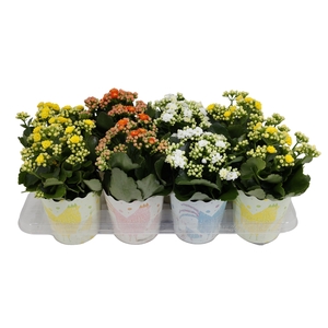 KAMERPL BLOEIEND GEM