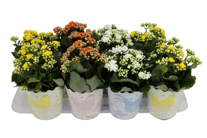 <h4>KAMERPL BLOEIEND GEM</h4>