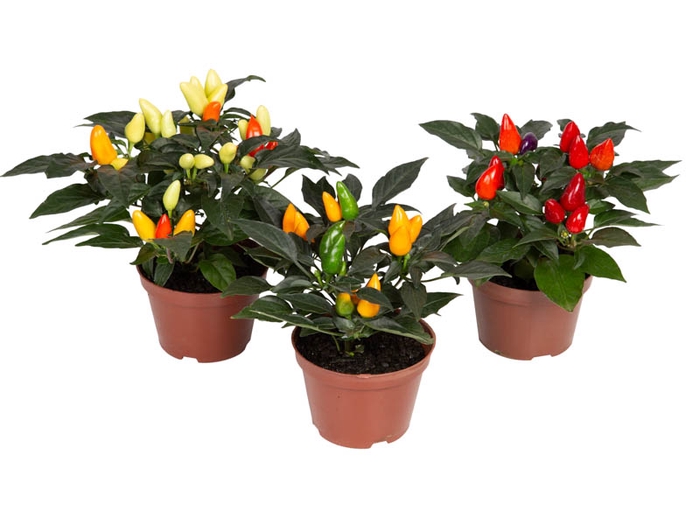 <h4>PIMENTA P11</h4>