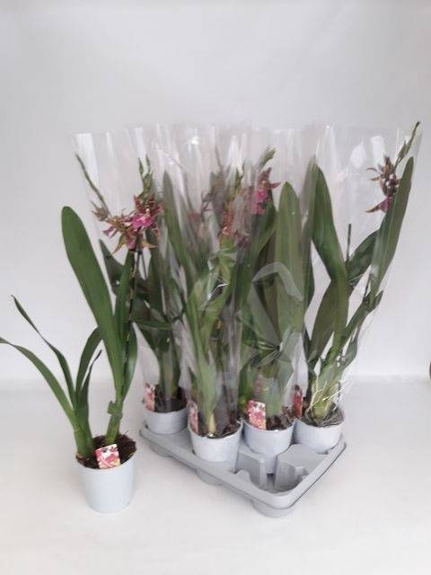 <h4>BRASSIA SUMMER DREAM</h4>