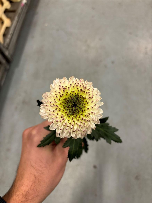 Chrysanthemum Cappuccino