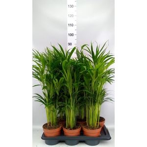 Dypsis lutescens ...Chrysalidoca
