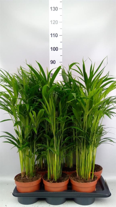<h4>Dypsis lutescens   ...Chrysalidoca</h4>