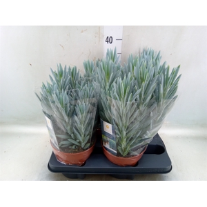 Curio ficoides 'Stelvio'