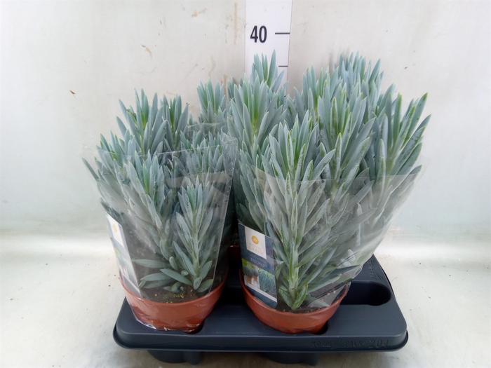 <h4>Curio ficoides 'Stelvio'</h4>