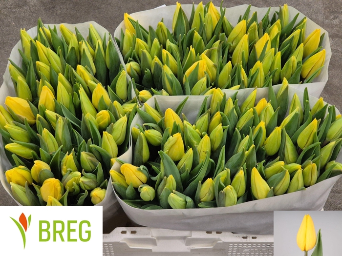 <h4>TU EN STRONG GOLD</h4>