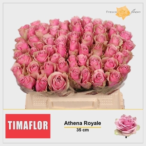 R GR ATHENA ROYALE