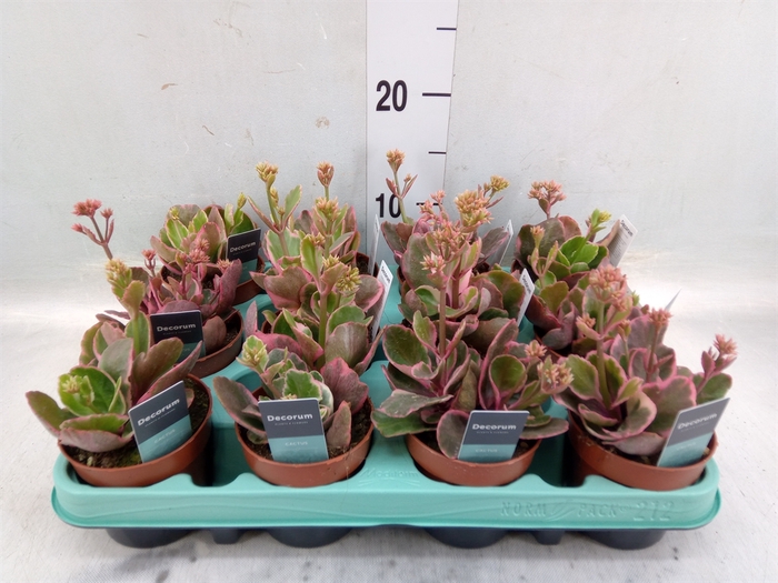 <h4>Kalanchoe NF   ...</h4>