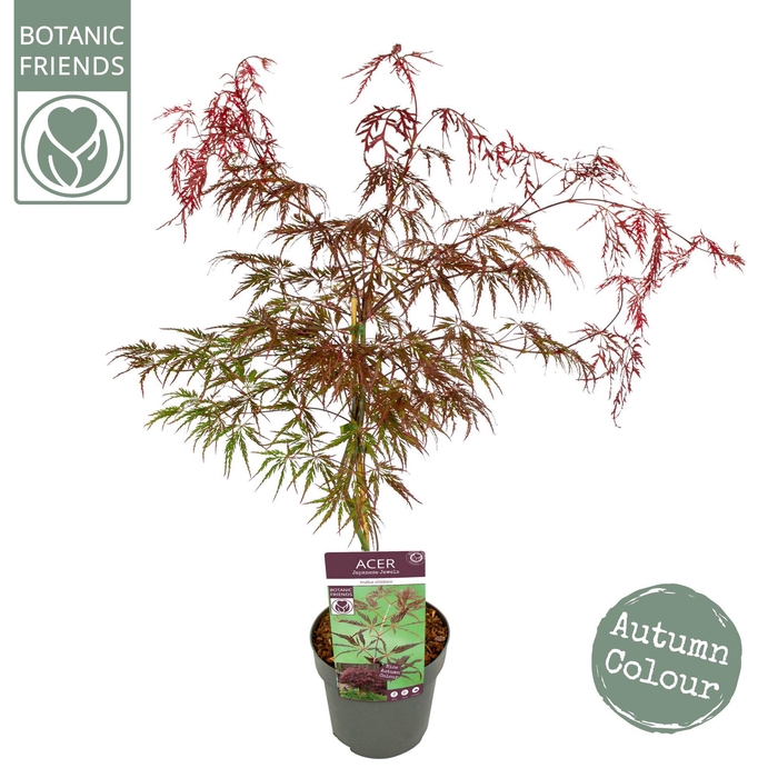 <h4>Acer palm. 'Inaba-shidare' PREMIUM</h4>