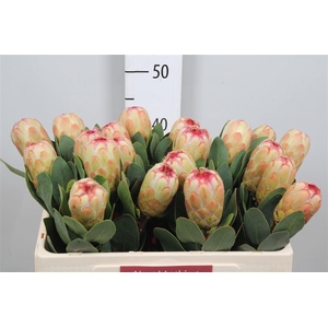 Protea Grandicolor