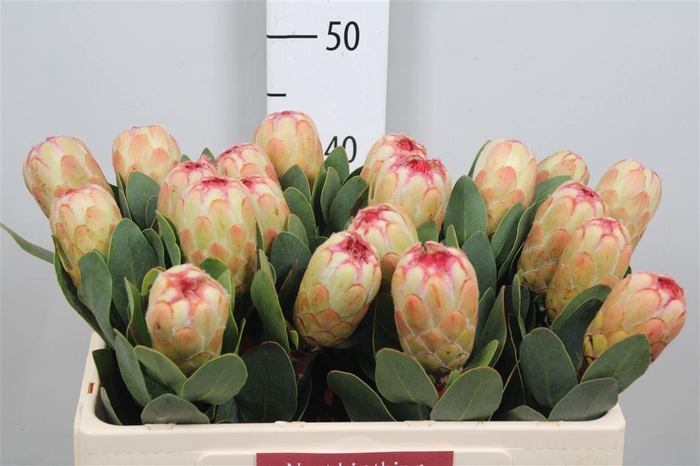 <h4>Protea Grandicolor</h4>