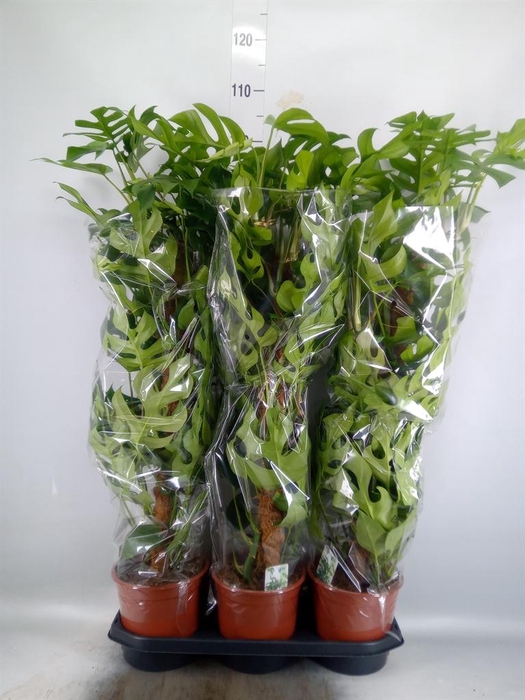 <h4>Monstera delic. 'Piccolo'</h4>