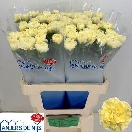 <h4>DI ST LIBERTY</h4>