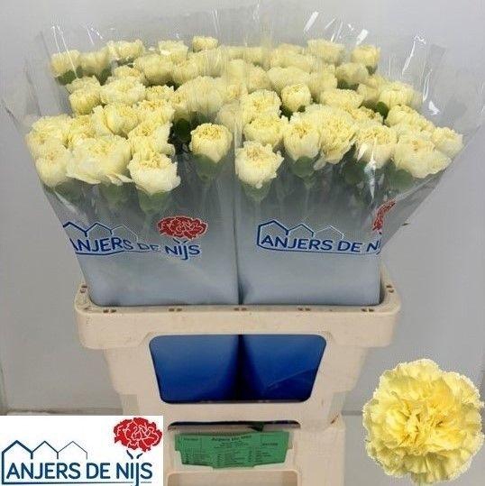 <h4>DI ST LIBERTY</h4>