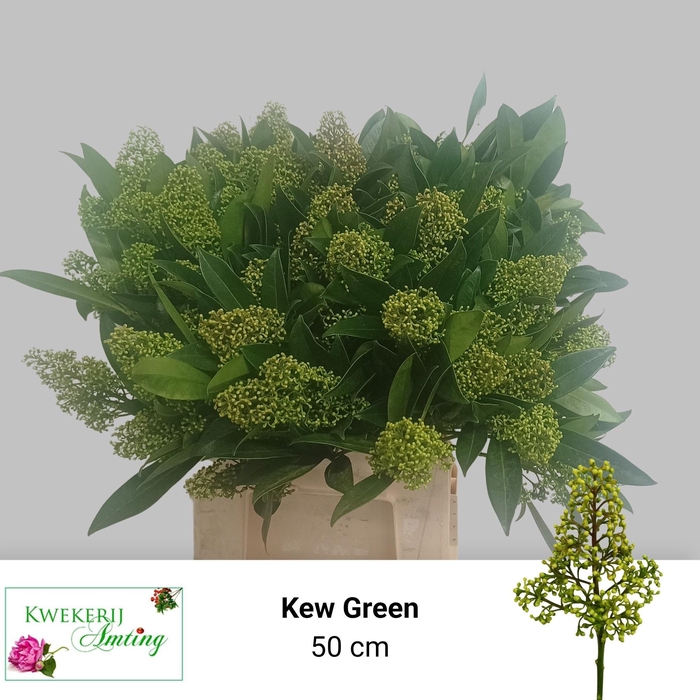 <h4>SKIM C KEW GREEN BS</h4>