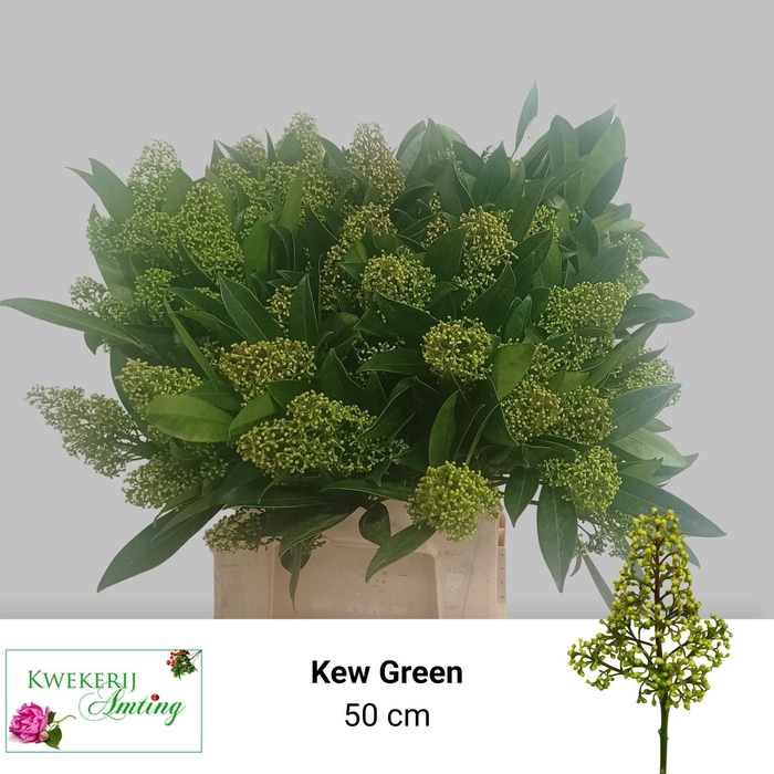 <h4>SKIM C KEW GREEN BS</h4>