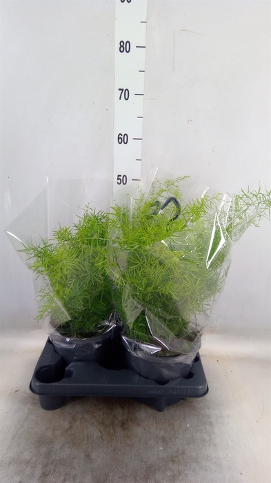 <h4>Asparagus dens. 'Sprengeri'</h4>