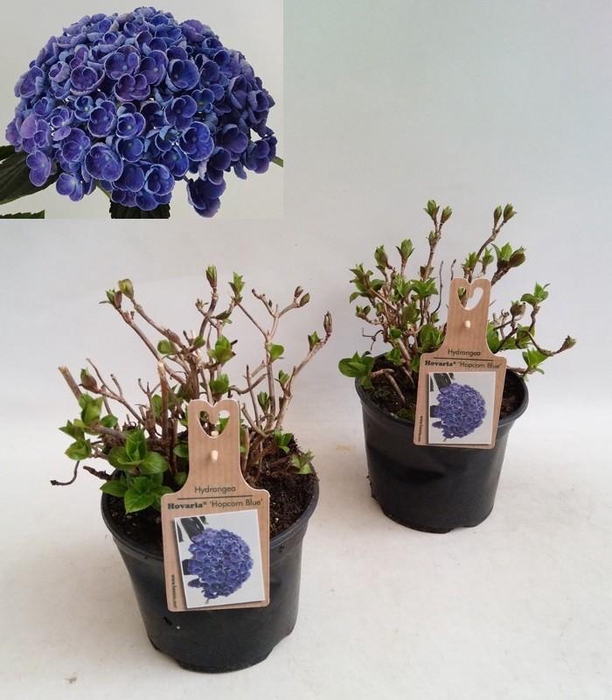 <h4>Hydrangea Hovaria Hopcorn Blue Garden 19cm</h4>