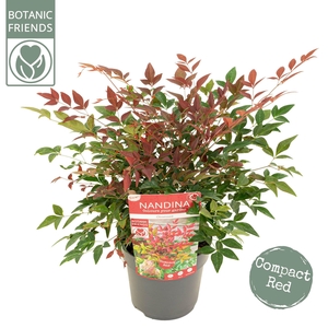 Nandina dom. 'Obsessed'