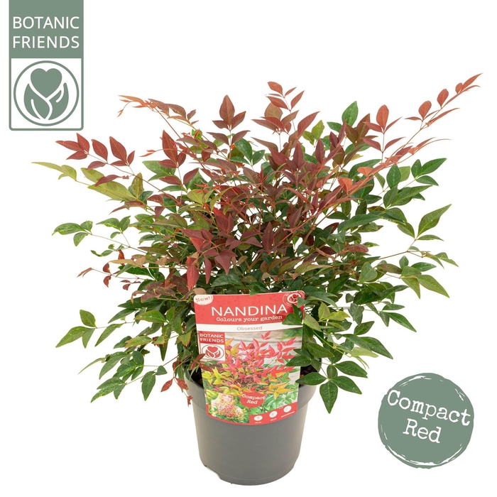 <h4>Nandina dom. 'Obsessed'</h4>