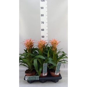 Guzmania  'Melissa'