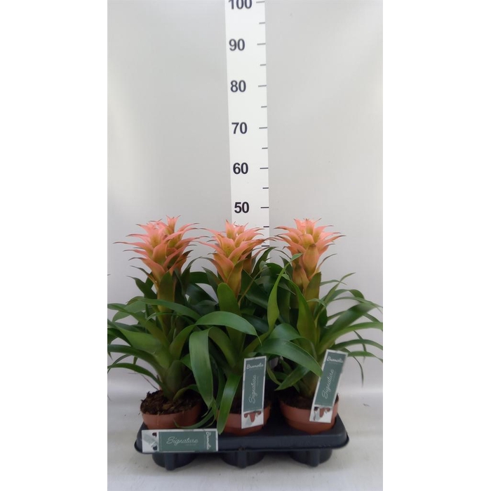 <h4>Guzmania 'Melissa'</h4>