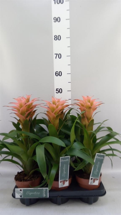 Guzmania  'Melissa'
