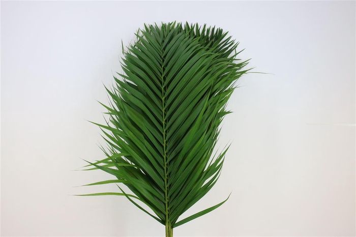 <h4>Cane Palm 100cm</h4>