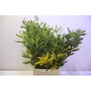 Acacia Baileya Bl Per Bos